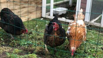Grippe aviaire : Un risque « élevé » et « plusieurs foyers » détectés